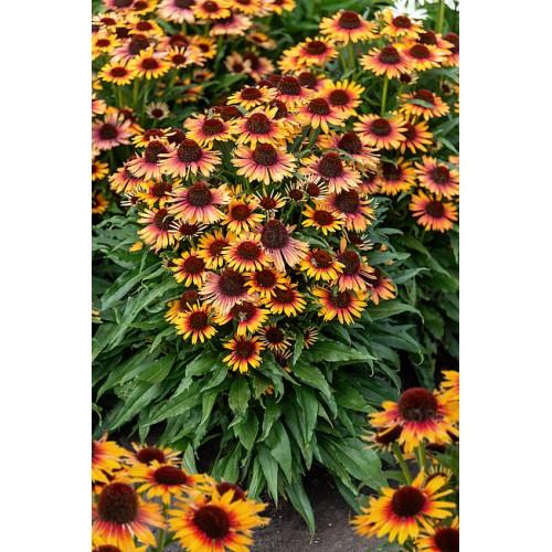 Ežiuolė  (lot.Echinacea purpurea) Pearl Parrot