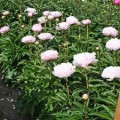 Bijūnas puikusis ( lot. peonia lactiflora) Pecher, 2024 ruduo