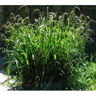 Viksva svyrančioji( lot. Carex pendula)