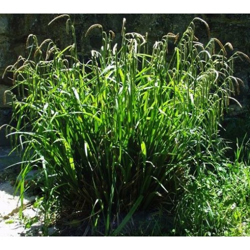 Viksva svyrančioji( lot. Carex pendula)