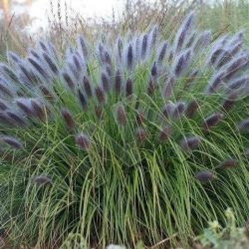 Soruolė  pašiaušėlinė (lot. Pennisetum alopecuroides)  Black Beauty