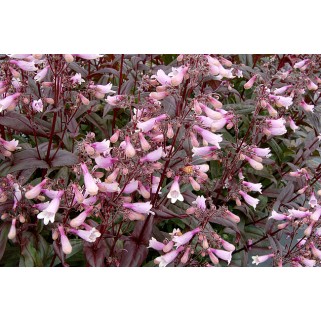 Penstemonas ( lot. Penstemon digitalis) Dark Towers