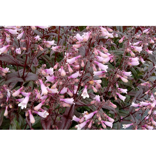 Penstemonas ( lot. Penstemon digitalis) Dark Towers