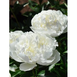Bijūnas puikusis ( lot. peonia lactiflora) Duchesse de Nemours, 2025 ruduo Bijūnas puikusis ( lot. peonia lactiflora) Duchesse de Nemours, 2025 ruduo