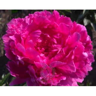 Bijūnas  (lot. peonia lactilora) Glory HAllelujah,  2026 ruduo