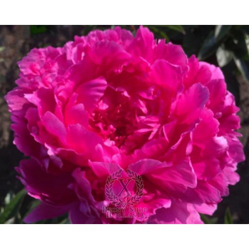 Bijūnas  (lot. peonia lactilora) Glory HAllelujah,  2025  ruduo