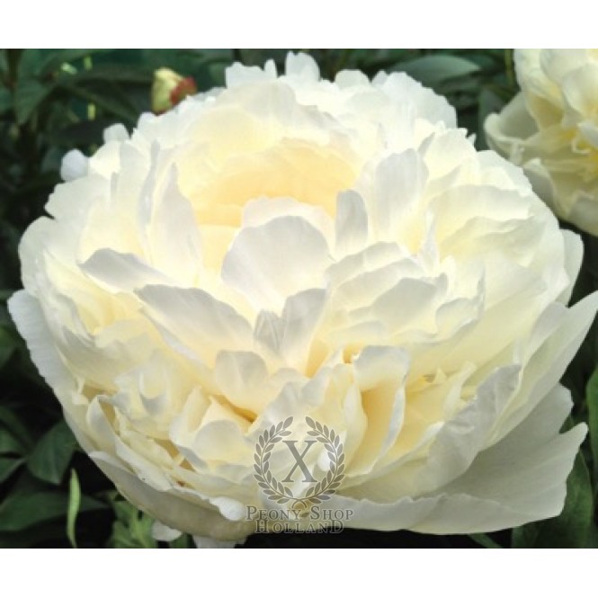 Bijūnas puikusis ( lot. peonia lactiflora) Ivory Victory 2025 ruduo