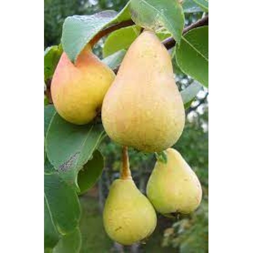 Kriaušė ( lot.Pyrus communis) Pepi