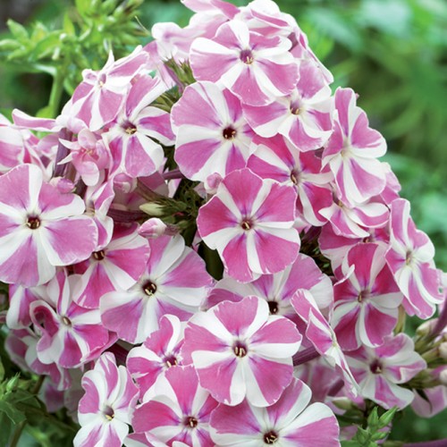 Flioksas ( Phlox paniculata) Peppermist Twist