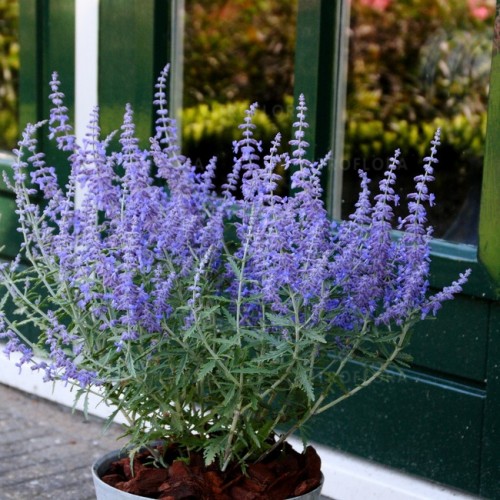 Mėlesas ( lot. Perovskia atriplicifolia ) Lacey Blue