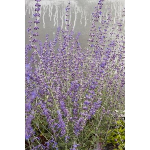 Mėlesas ( lot. Perovskia atriplicifolia ) Jelena