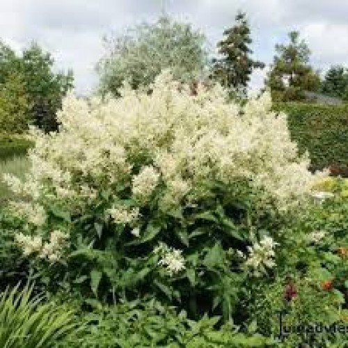 Rūgtis (lot.Persicaria polymorpha)