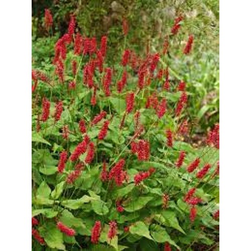 Rūgtis  dėmėtoji (lot.Persicaria amplexicaulis ) JS Caliente