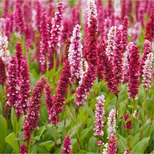 Rūgtis ( lot. Persicaria affinis) Darjeeling Red
