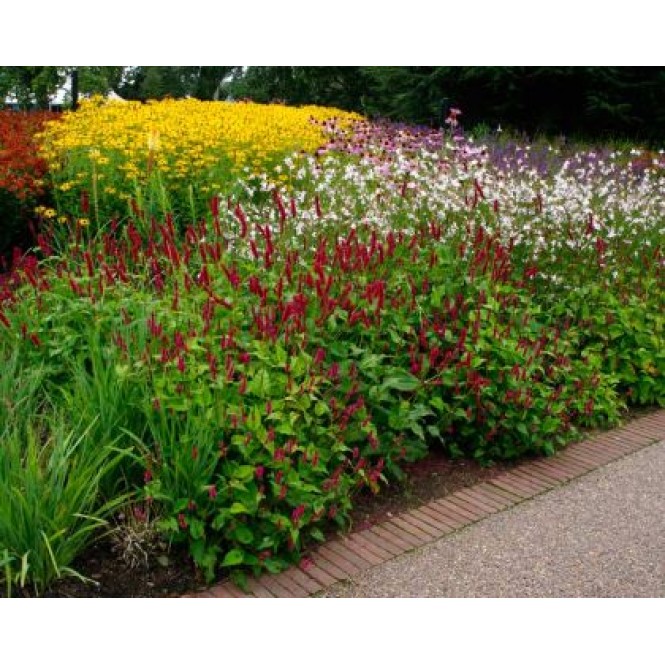 Rūgtis dėmėtoji (lot.Persicaria amplexicaulis ) Fat Domino Rūgtis dėmėtoji (lot.Persicaria amplexicaulis ) Fat Domino