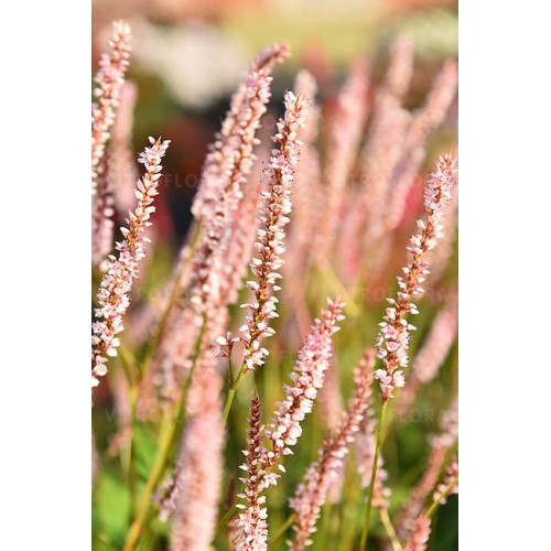 Rūgtis  dėmėtoji (lot.Persicaria amplexicaulis ) JS Misty Morning