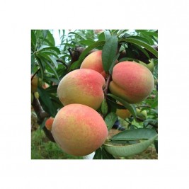 Persikas ( lot.Prunus persica) Ševčenkos Persikas ( lot.Prunus persica) Ševčenkos