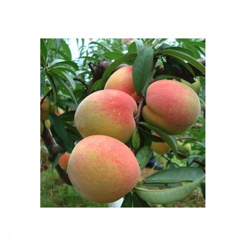 Persikas ( lot.Prunus persica) Ševčenkos