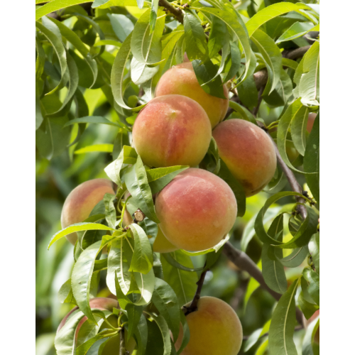 Persikas ( lot.Prunus persica) Maira