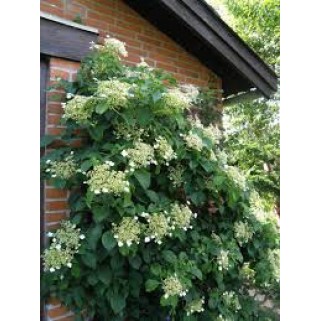 Hortenzija laipiojančioji  ( lot. Hydrangea anomala subsp.petiolaris) 
