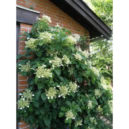 Hortenzija laipiojančioji  ( lot. Hydrangea anomala subsp.petiolaris) 