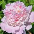 Bijūnas  ( lot. peonia lactiflora) Petticoat Flounce