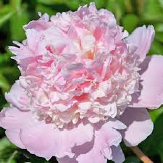 Bijūnas  ( lot. peonia lactiflora) Petticoat Flounce