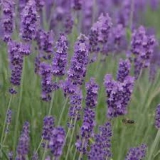 Levanda ( lot.Lavandula inytermedia) Phenomenal