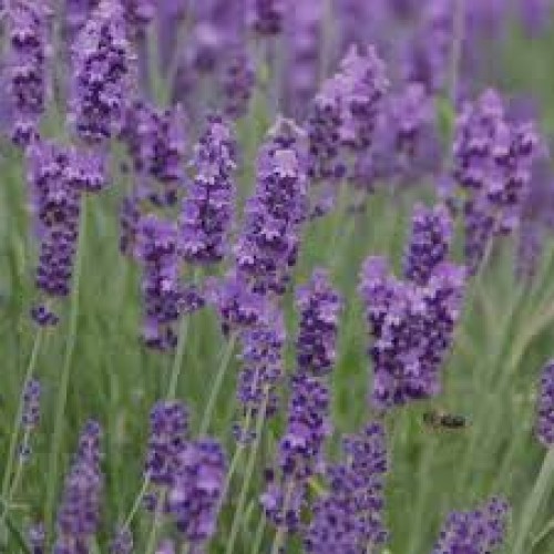 Levanda ( lot.Lavandula inytermedia) Phenomenal
