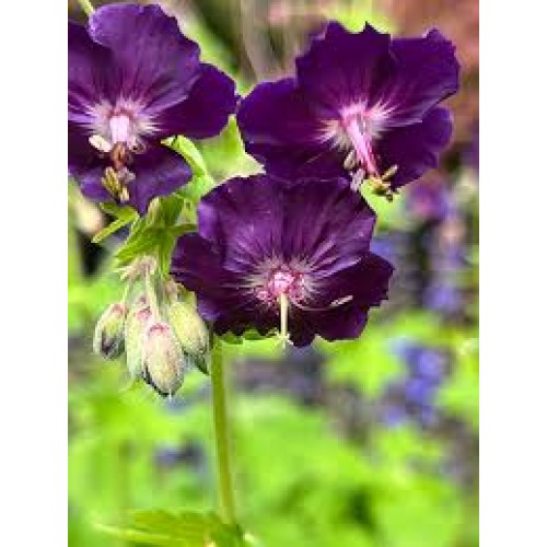 Snaputis (lot. Geranium phaeum) 