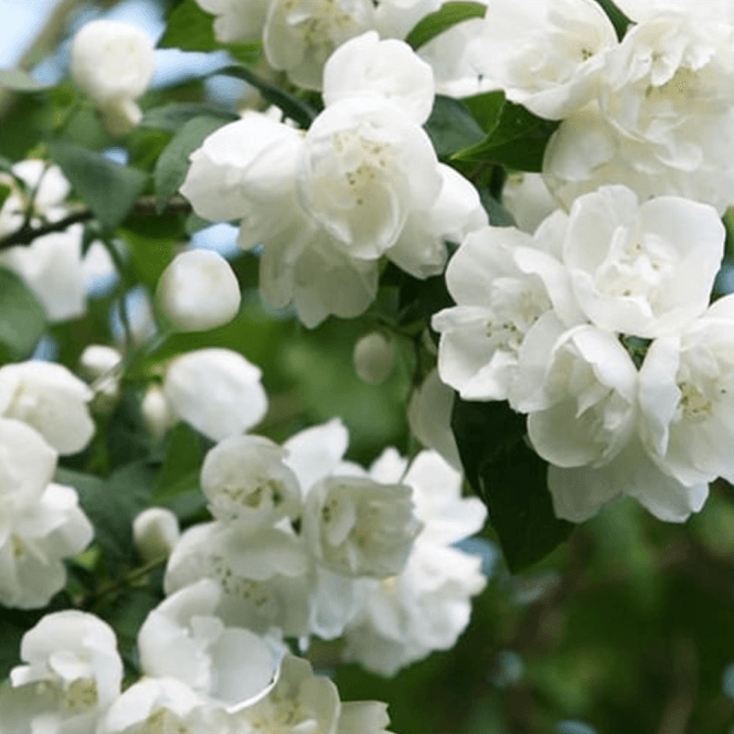 Jazminas ( lot. Philadelphus) Virginal