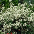 Jazminas ( lot. Philadelphus) Virginal