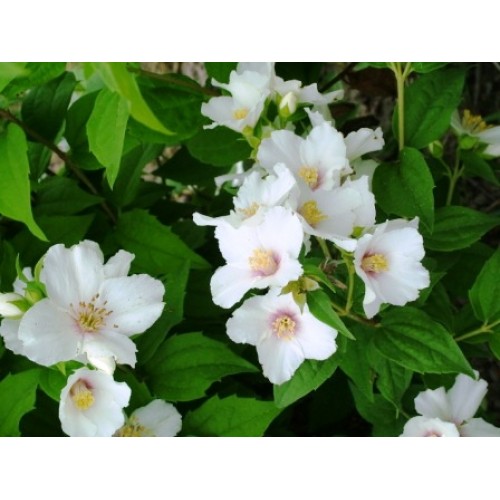 Jazminas ( lot. Philadelphus)   Belle Etoile