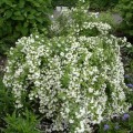 Jazminas ( lot. Philadelphus)   Manteau d'Hermine