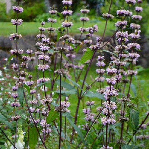 Gumbene ( lot. Phlomis tuberosa)  Bronze Flamingo