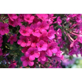 Flioksas ( Phlox paniculata)  Early Cerise