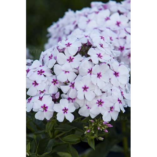 Flioksas ( Phlox paniculata)  Flame White Eye