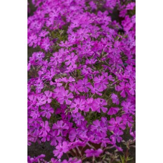 Flioksas ylalapis (Phlox subulata) Spring Purple