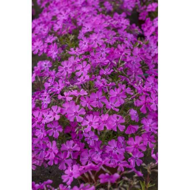 Flioksas ylalapis (Phlox subulata) Spring Purple