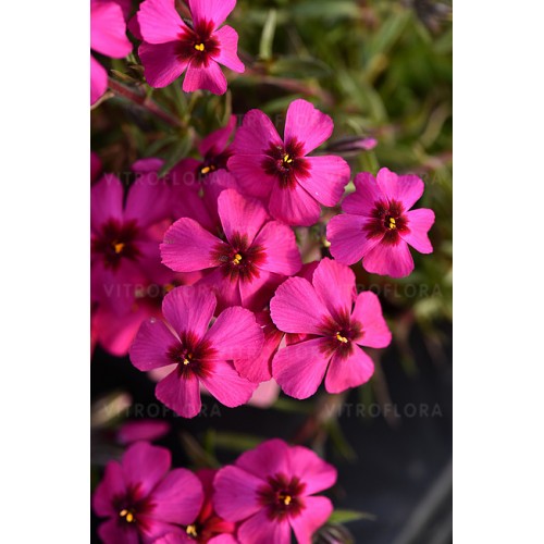 Flioksas ylalapis (Phlox subulata) Spring Scarlet
