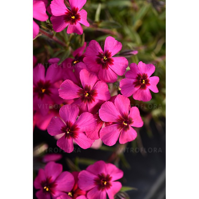 Flioksas ylalapis (Phlox subulata) Spring Scarlet