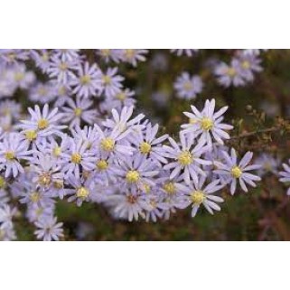 Astras širdžialapis ( lot. Aster cordifolius ) Photograph