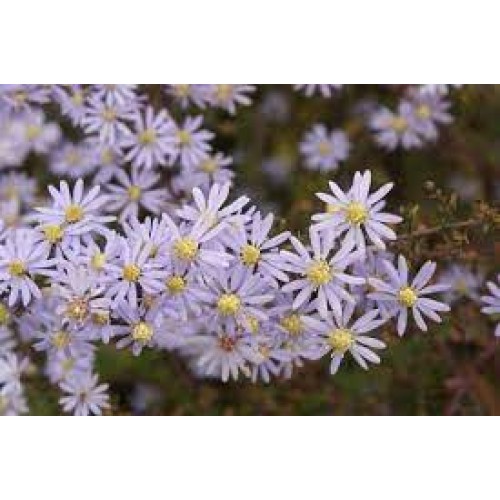 Astras širdžialapis ( lot. Aster cordifolius ) Photograph