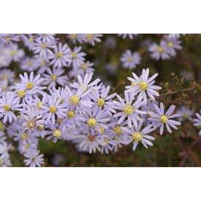 Astras širdžialapis ( lot. Aster cordifolius ) Photograph