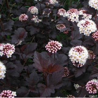 Pūslenis putinalapis ( lot.Physocarpus opulifolius ) Diabolo