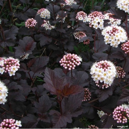 Pūslenis putinalapis ( lot.Physocarpus opulifolius ) Diabolo