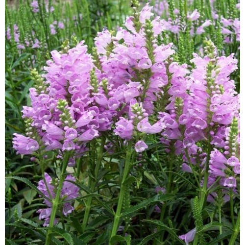  Pūstatauris virgininis (lot.Physostegia virginiana) Vivid