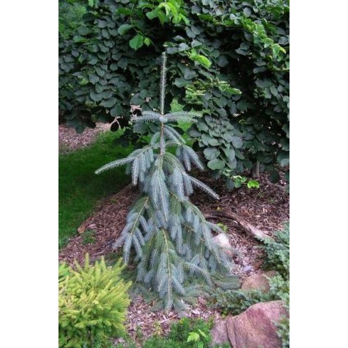 Eglė engelmano  ( lot. Picea engelmannii)  Bush's Lace