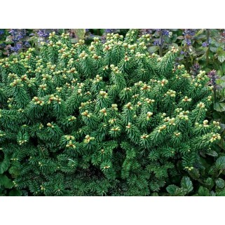 Kėnis balzaminis ant koto ( lot. Abies balsamea) Piccolo
