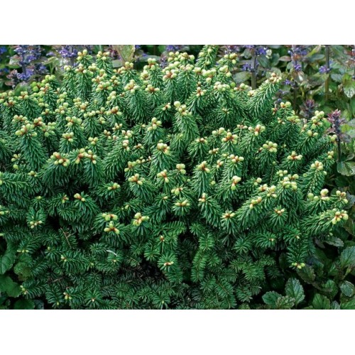 Kėnis balzaminis ant koto ( lot. Abies balsamea) Piccolo